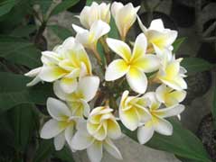 How do you care for a Frangipani flower?