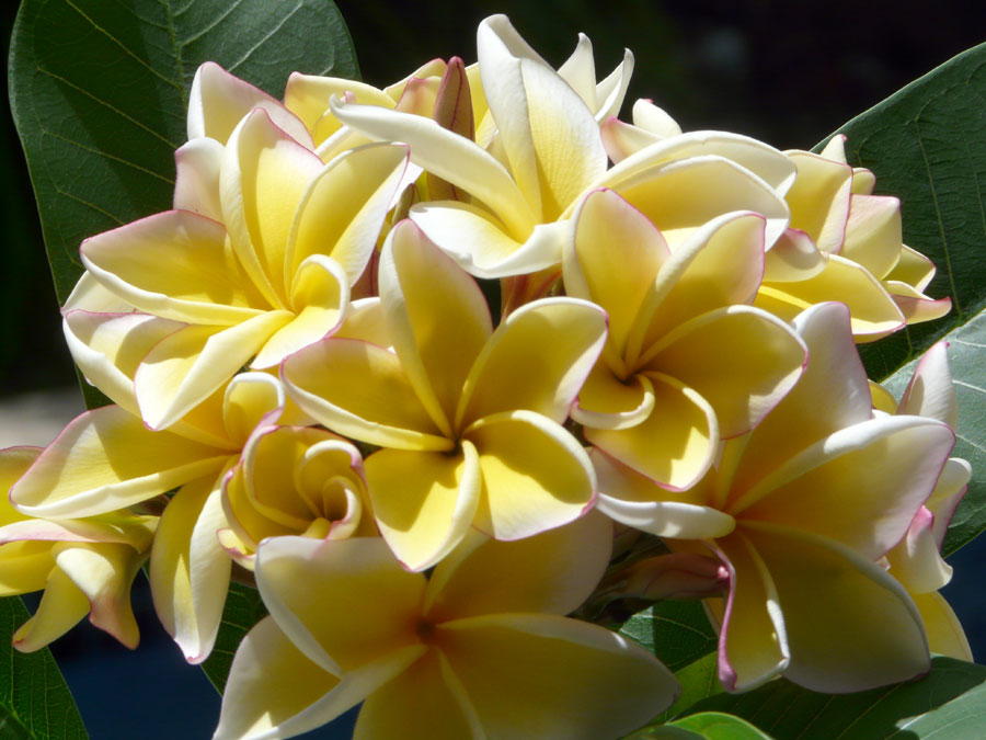 Tropical Frangipani